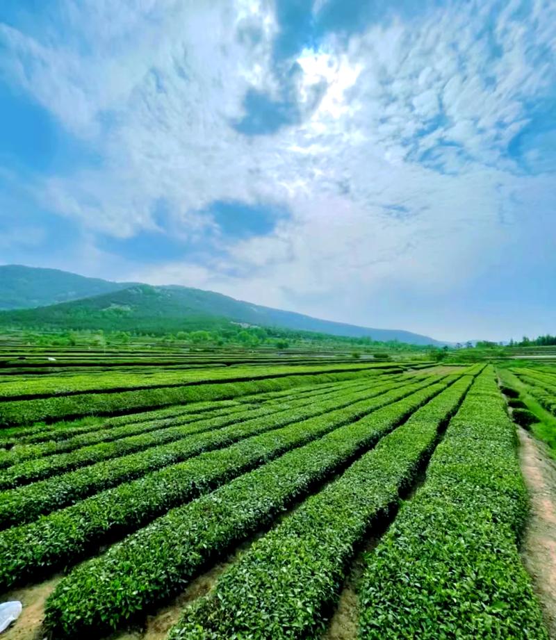 岚山启用“日照绿茶茶庄”模式