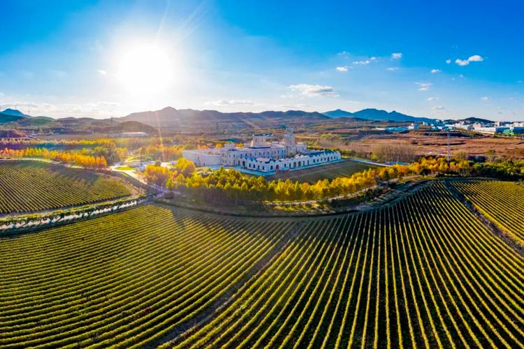 蓬莱葡萄酒产区实现“五大突破”全力打造葡萄酒产业的新标杆