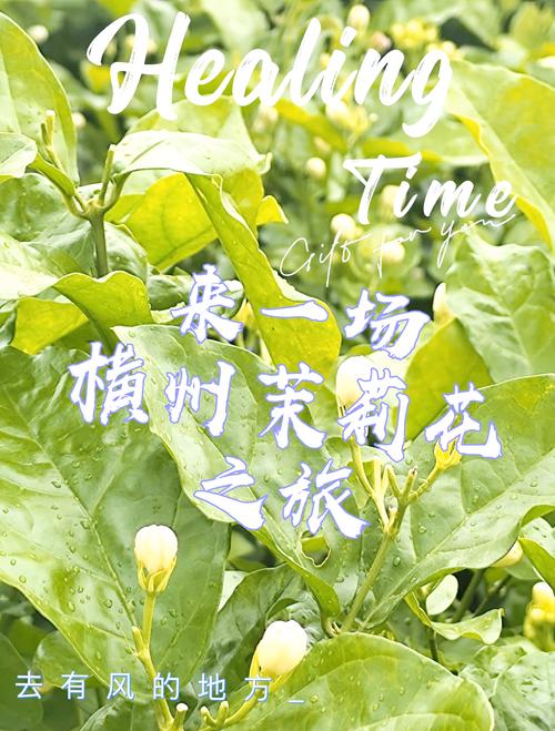 茉莉花开·香约横州！2025横州茉莉开采季即将开启