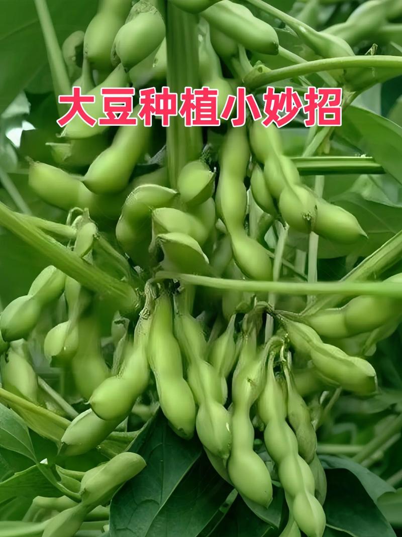 果然视频·看天下|美国大豆种植者担忧失去中国市场