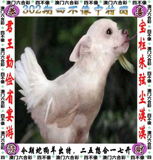 澳门最准四不像网凤凰游戏网2023-全面释义、解释与落实与警惕虚假宣传